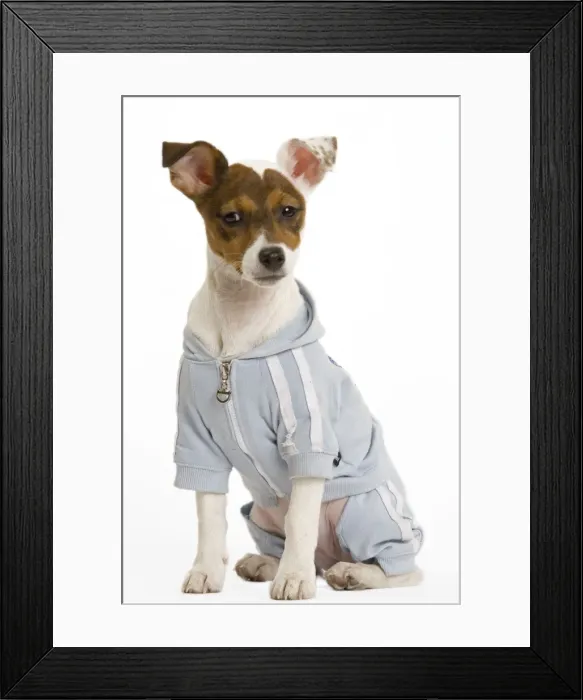 Framed Print : Dog - Jack Russell Terrier - Wearing clothes Framed Print : Dog - Jack Russell Terrier - Wearing clothes