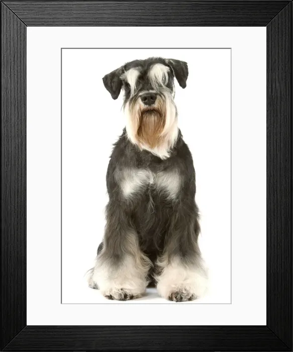 Framed Print : Dog - Schnauzer Framed Print : Dog - Schnauzer
