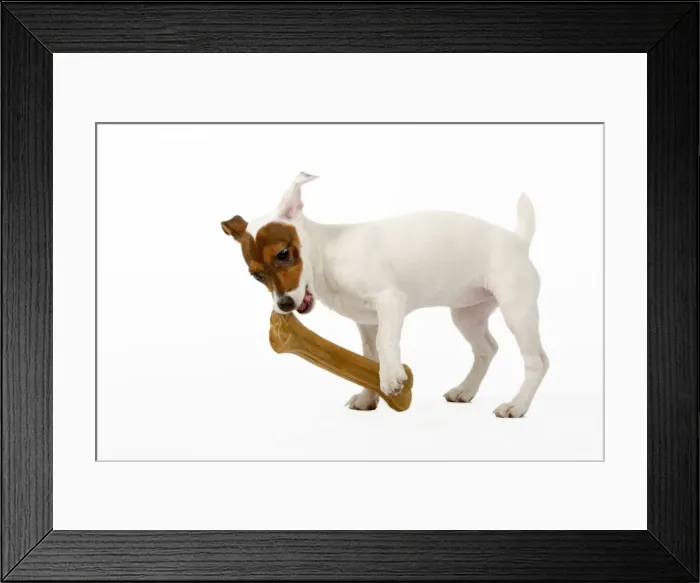 Framed Print : Dog - Jack Russell Terrier - With bone Framed Print : Dog - Jack Russell Terrier - With bone