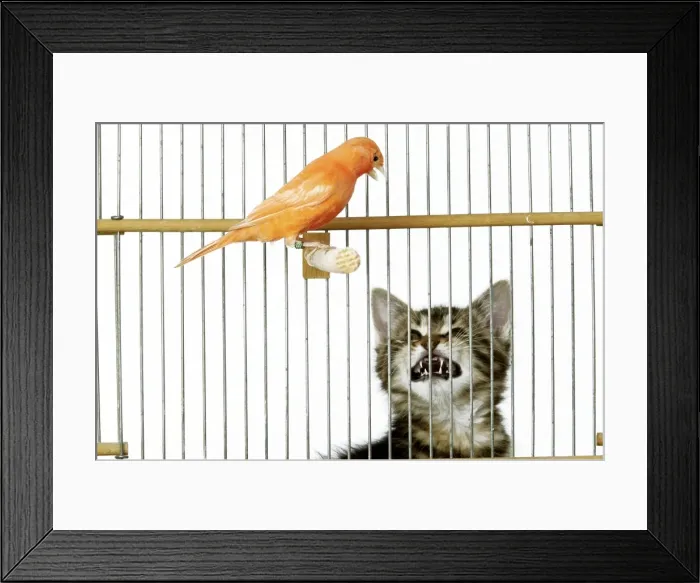Framed Print : Cat - with caged Canary bird Framed Print : Cat - with caged Canary bird