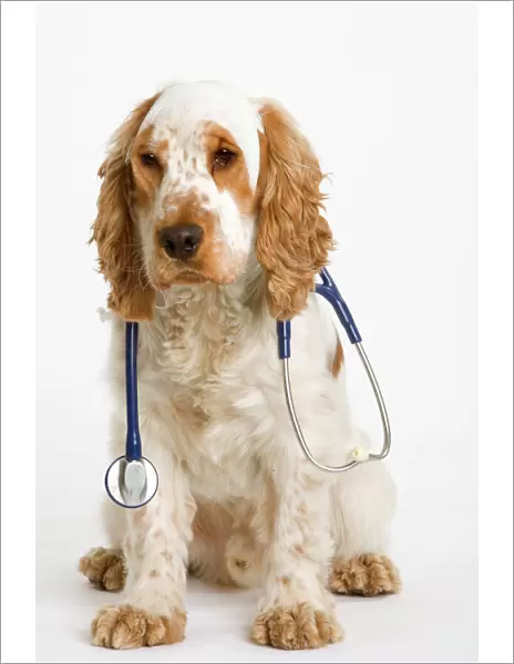 Dog - English Cocker Spaniel - With medical kit