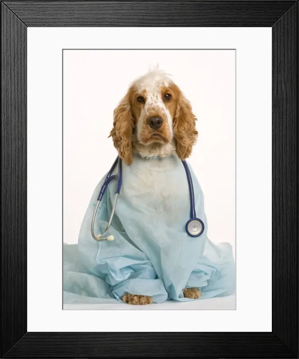 Framed Print : Dog - English Cocker Spaniel - With medical kit Framed Print : Dog - English Cocker Spaniel - With medical kit
