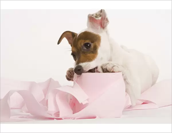 Dog - Jack Russell Terrier - With toilet roll