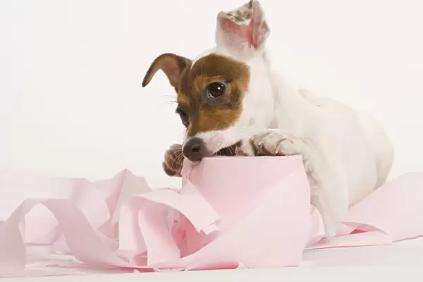 Dog - Jack Russell Terrier - With toilet roll