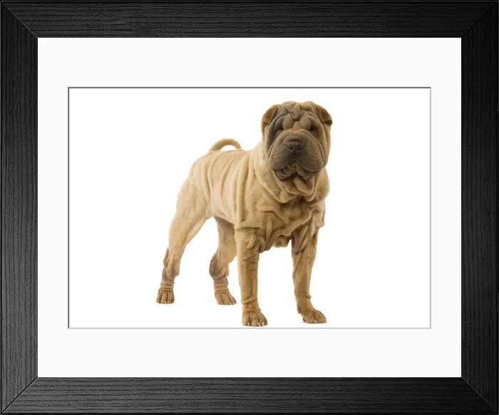 Framed Print : Dog - Shar Pei Framed Print : Dog - Shar Pei
