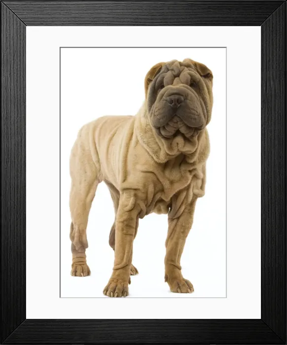 Framed Print : Dog - Shar Pei