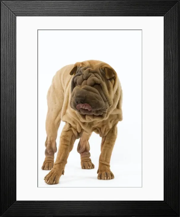Framed Print : Dog - Shar Pei Framed Print : Dog - Shar Pei