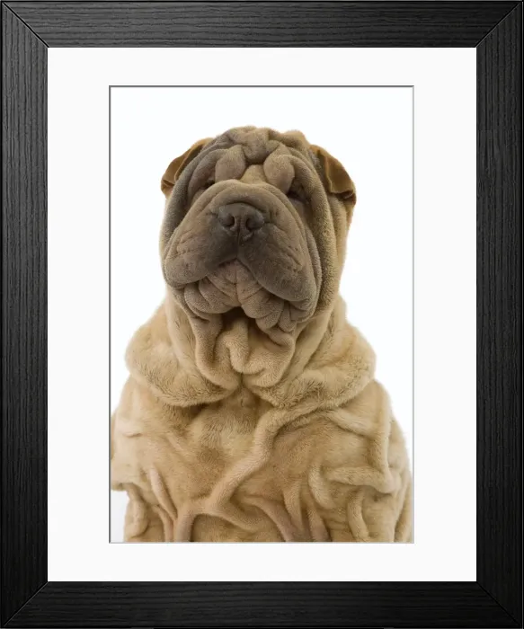 Framed Print : Dog - Shar Pei Framed Print : Dog - Shar Pei