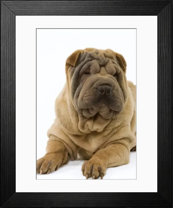 Framed Print : Dog - Shar Pei Framed Print : Dog - Shar Pei