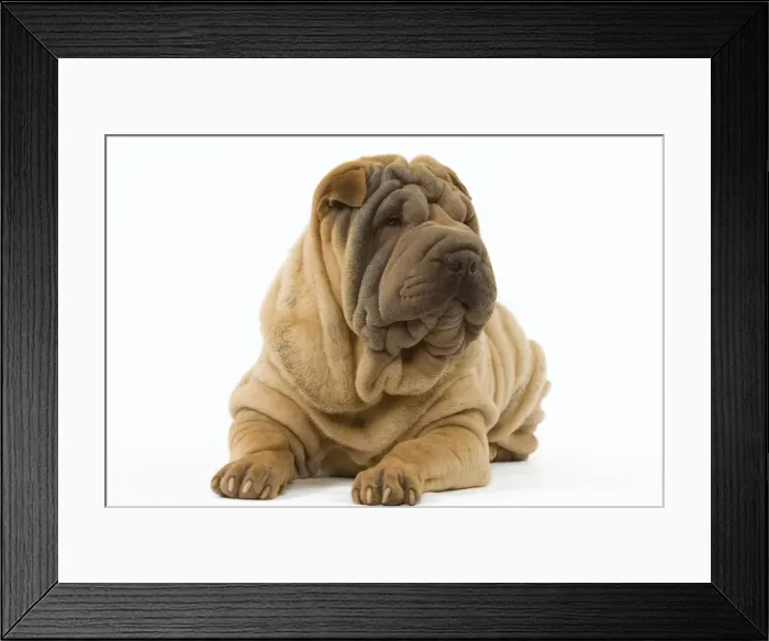 Framed Print : Dog - Shar Pei Framed Print : Dog - Shar Pei