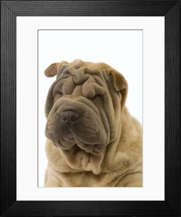 Framed Print : Dog - Shar Pei