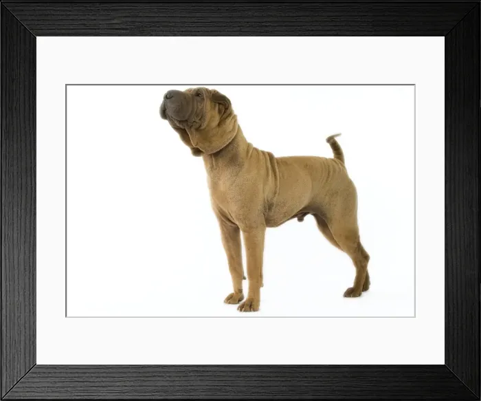 Framed Print : Dog - Shar Pei Framed Print : Dog - Shar Pei