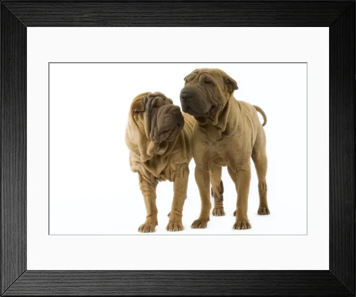 Framed Print : Dog - Shar Pei Framed Print : Dog - Shar Pei