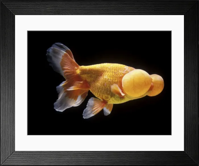 Framed Print : Aquarium Fish - Bubble Eye Goldfish Framed Print : Aquarium Fish - Bubble Eye Goldfish