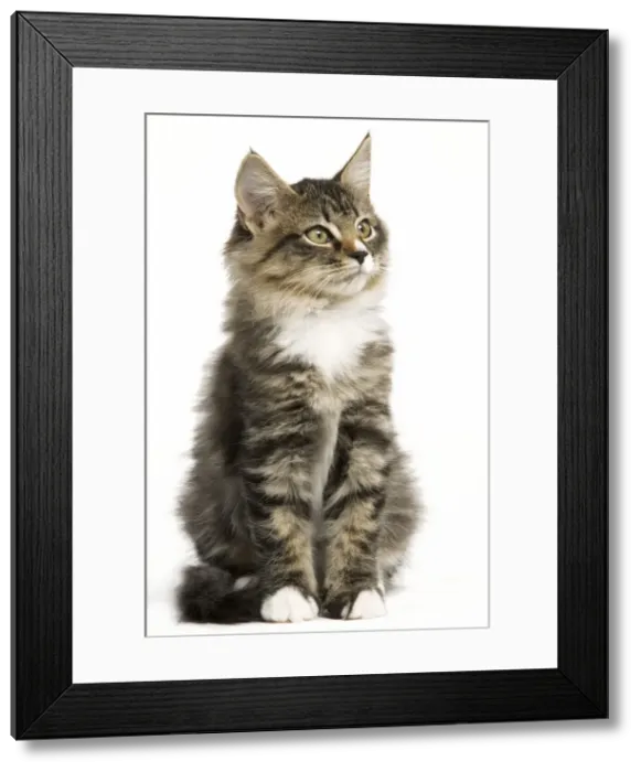 Framed Print : Norwegian Forest Cat - sitting Framed Print : Norwegian Forest Cat - sitting