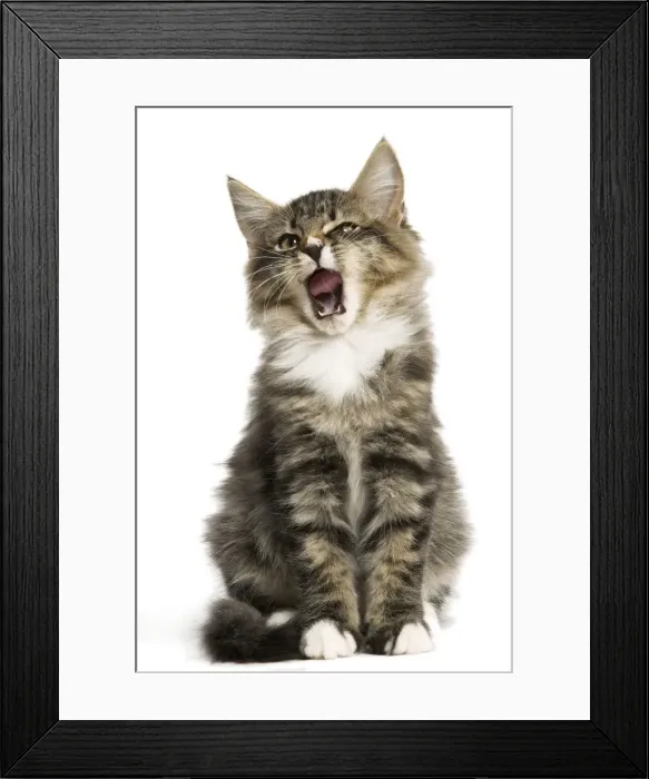 Framed Print : Norwegian Forest Cat - sitting