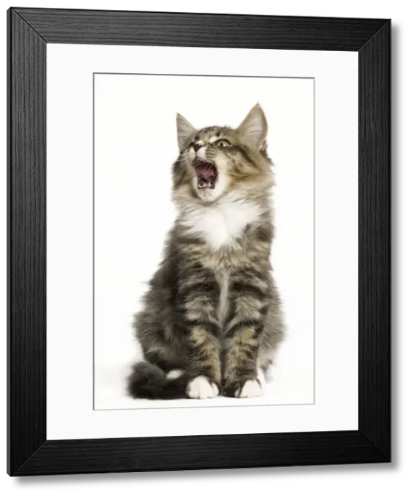 Framed Print : Norwegian Forest Cat - yawning Framed Print : Norwegian Forest Cat - yawning