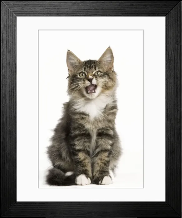 Framed Print : Norwegian Forest Cat - yawning Framed Print : Norwegian Forest Cat - yawning