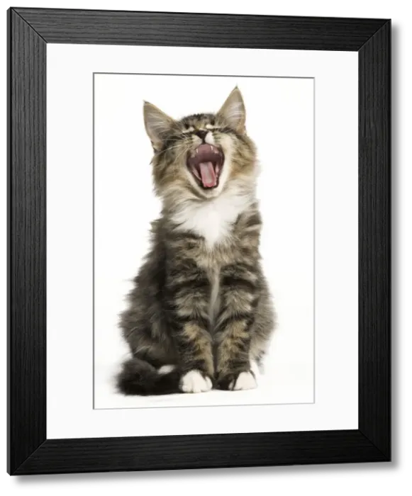Framed Print : Norwegian Forest Cat - yawning Framed Print : Norwegian Forest Cat - yawning