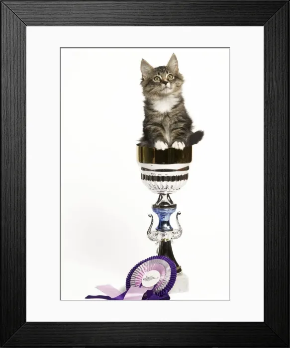 Framed Print : Norwegian Forest Cat - sitting in trophy cup with rosette Framed Print : Norwegian Forest Cat - sitting in trophy cup with rosette