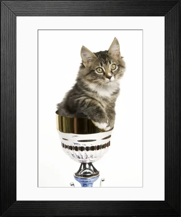 Framed Print : Norwegian Forest Cat - sitting in trophy cup Framed Print : Norwegian Forest Cat - sitting in trophy cup