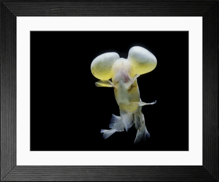Framed Print : Aquarium Fish - Bubble Eye Goldfish Framed Print : Aquarium Fish - Bubble Eye Goldfish