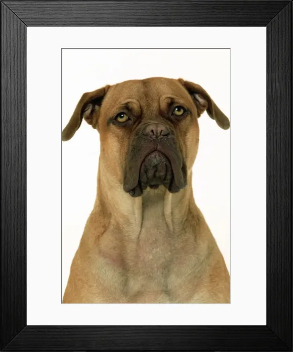 Framed Print : Dog - Dogue de Bordeaux / Bordeaux / French Mastiff Framed Print : Dog - Dogue de Bordeaux / Bordeaux / French Mastiff