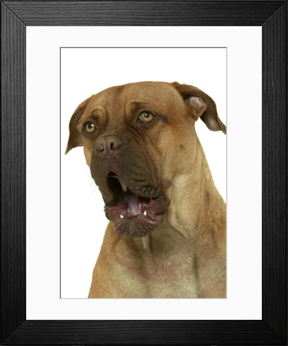 Framed Print : Dog - Dogue de Bordeaux / Bordeaux / French Mastiff - yawning Framed Print : Dog - Dogue de Bordeaux / Bordeaux / French Mastiff - yawning