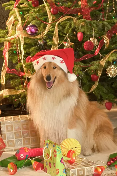 Rough Collie Dog - at Christmas wearing Santa hat sitting by presents