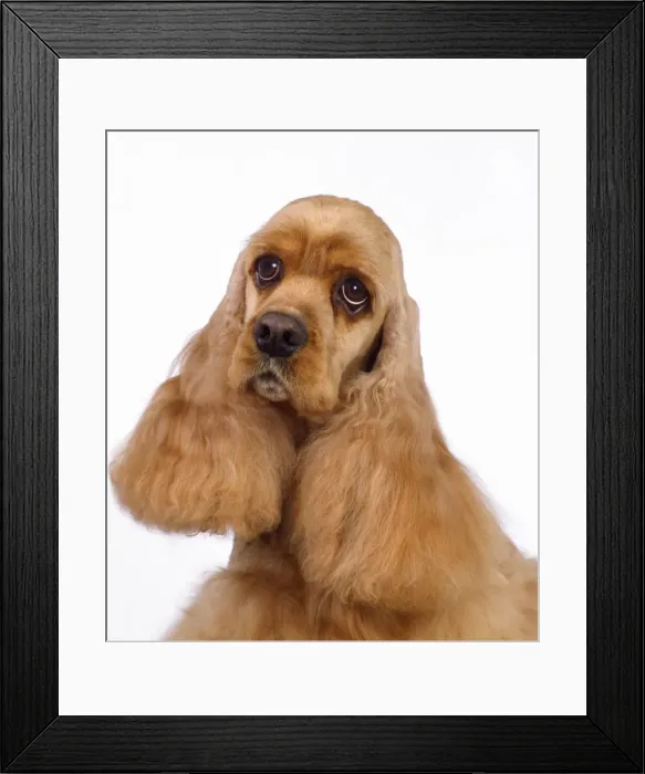 Framed Print : American Cocker Spaniel Dog Framed Print : American Cocker Spaniel Dog