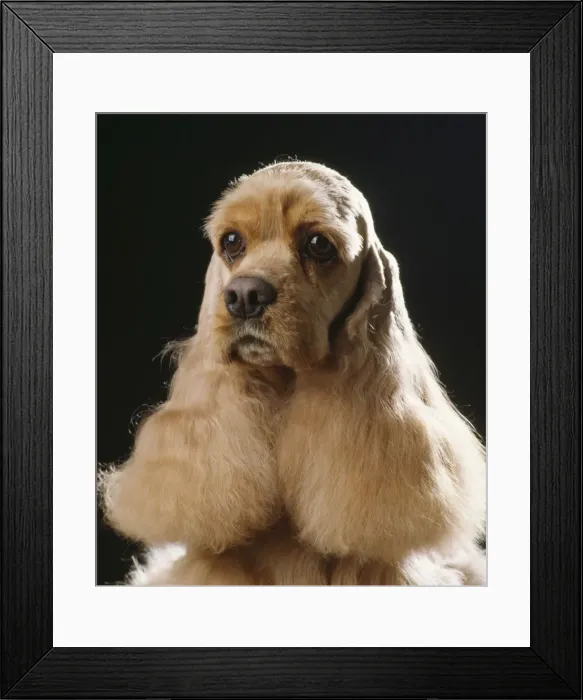 Framed Print : Dog - American Cocker Spaniel Framed Print : Dog - American Cocker Spaniel