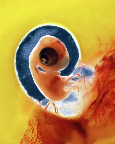 Chicken chick - 6 day old embryo in egg