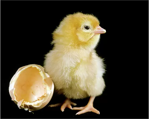 Chicken chick - Recently hatched from egg