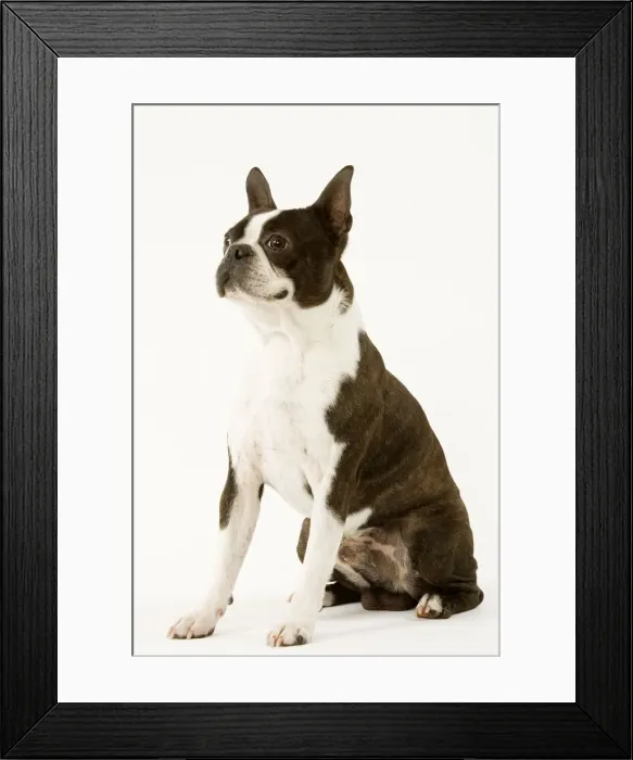 Framed Print : Dog - Boston Terrier standing up Framed Print : Dog - Boston Terrier standing up