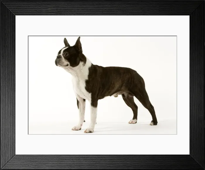 Framed Print : Dog - Boston Terrier standing up Framed Print : Dog - Boston Terrier standing up