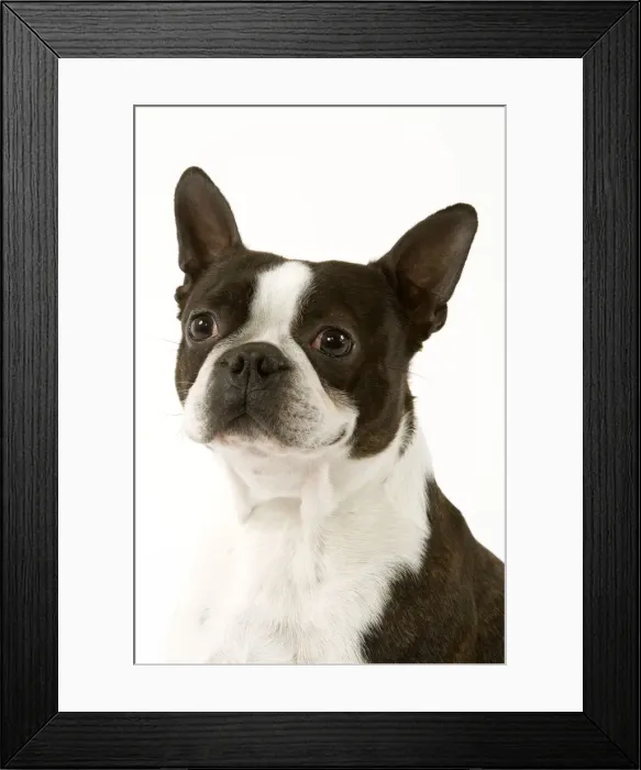 Framed Print : Dog - Boston Terrier portrait Framed Print : Dog - Boston Terrier portrait
