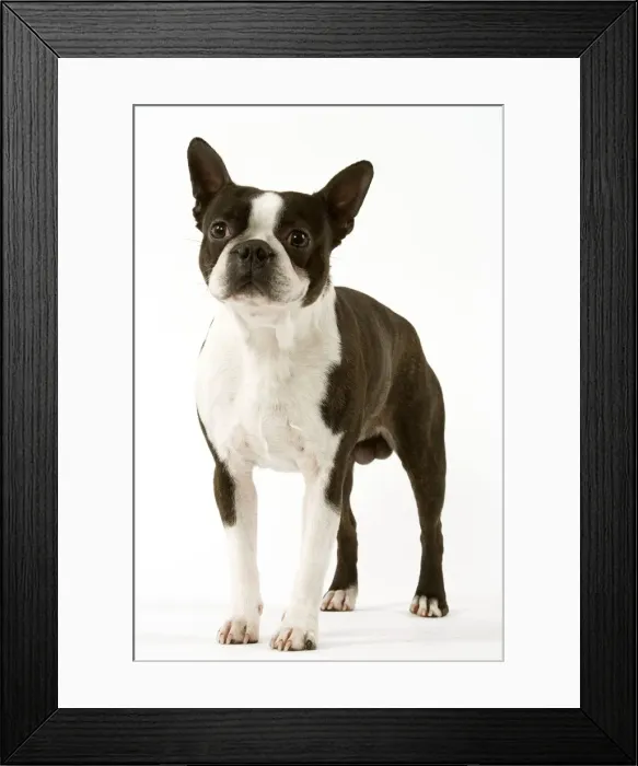 Framed Print : Dog - Boston Terrier standing up Framed Print : Dog - Boston Terrier standing up