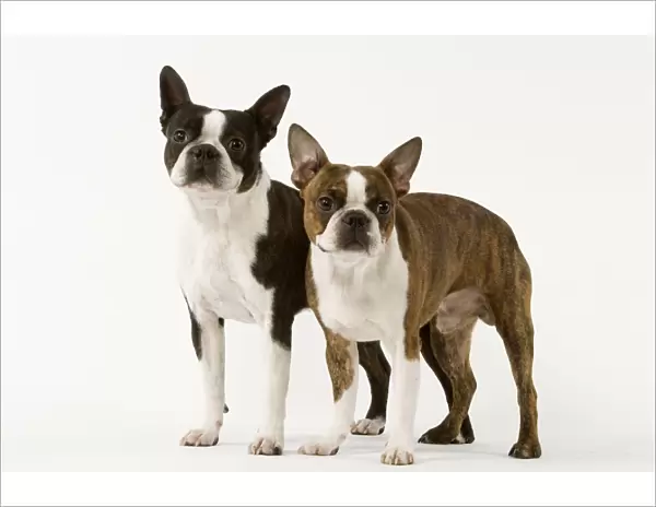 Dog - Boston Terriers - Two together