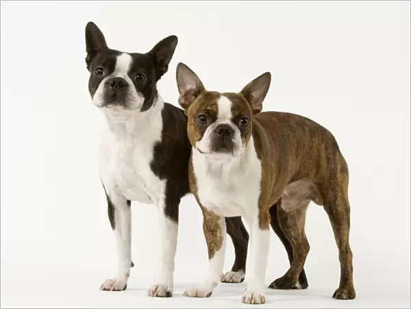 Dog - Boston Terriers - Two together