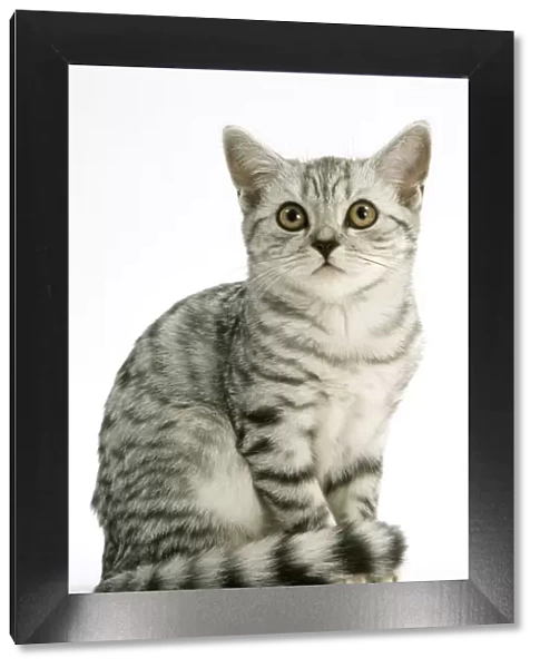 Cat - British Shorthair Silver Spotted Tabby Kitten sitting down