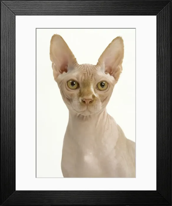 Framed Print : Cat - Sphynx Framed Print : Cat - Sphynx