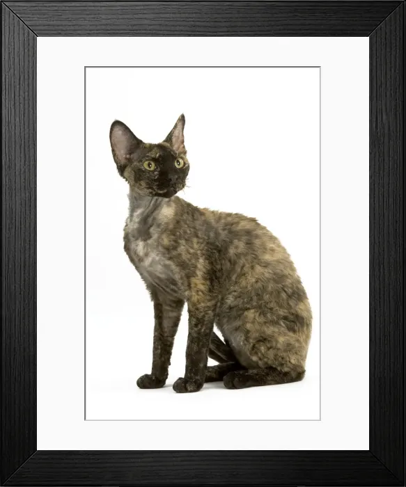 Framed Print : Cat - Tortie-Tabby Devon Rex - Sitting down Framed Print : Cat - Tortie-Tabby Devon Rex - Sitting down