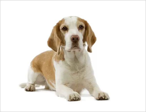 Dog - Beagle puppy lying down