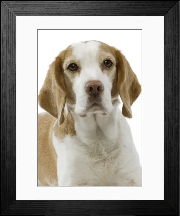 Framed Print : Dog - Beagle puppy portrait Framed Print : Dog - Beagle puppy portrait