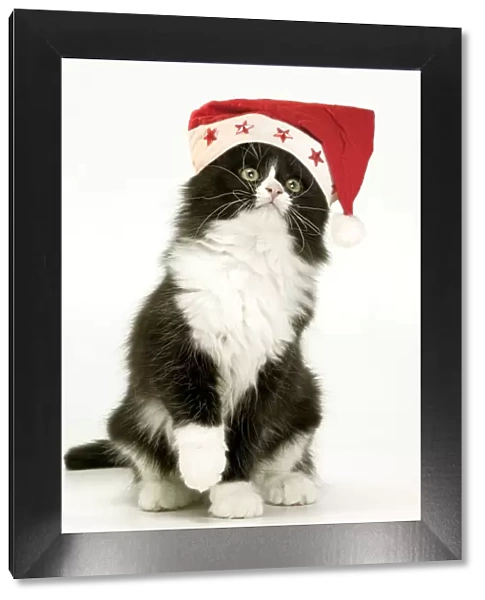 Cat - Black and White Kitten wearing Christmas hat - lifting paw