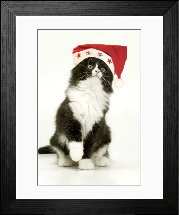 Framed Print : Cat - Black and White Kitten wearing Christmas hat - lifting paw Framed Print : Cat - Black and White Kitten wearing Christmas hat - lifting paw