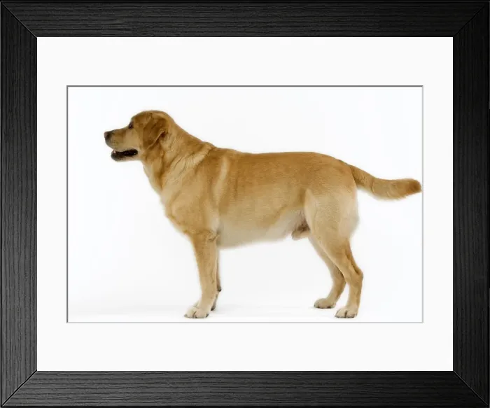 Framed Print : Dog - Yellow Labrador Framed Print : Dog - Yellow Labrador