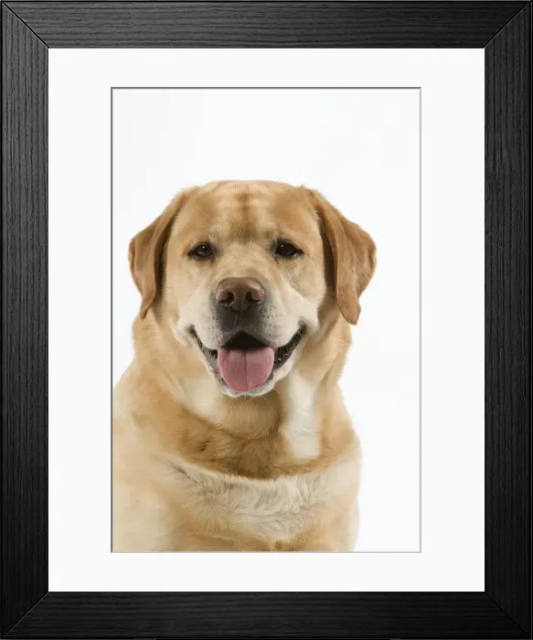 Framed Print : Dog - Yellow Labrador with tongue sticking out Framed Print : Dog - Yellow Labrador with tongue sticking out