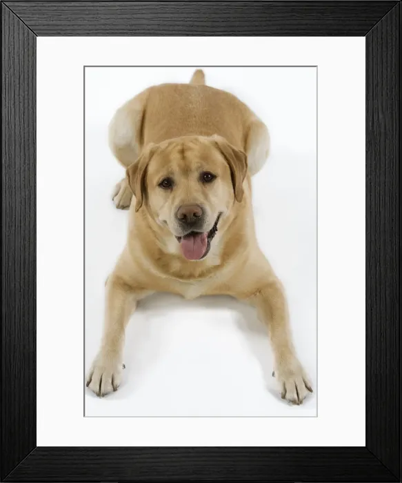Framed Print : Dog - Yellow Labrador lying down with tongue sticking out Framed Print : Dog - Yellow Labrador lying down with tongue sticking out