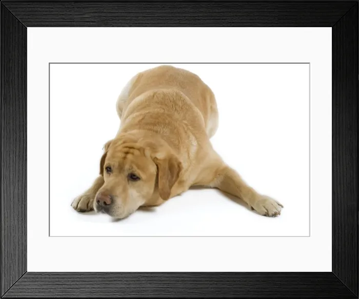 Framed Print : Dog - Yellow Labrador lying down Framed Print : Dog - Yellow Labrador lying down